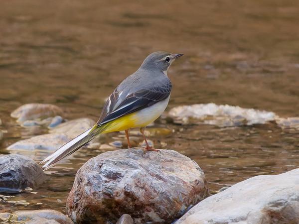 Grey wagtail (Motacilla cinerea)